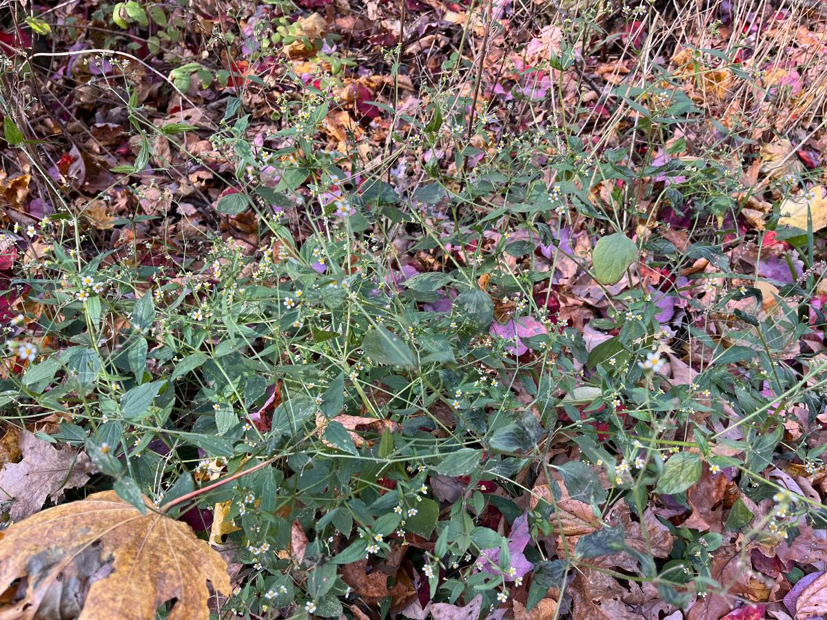 Flowering "weed" for a wildflower mix