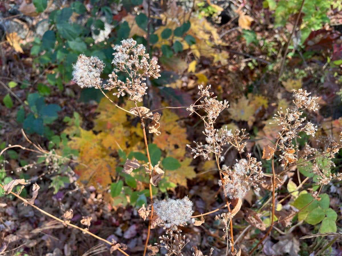 Wildflower seeds in the fall