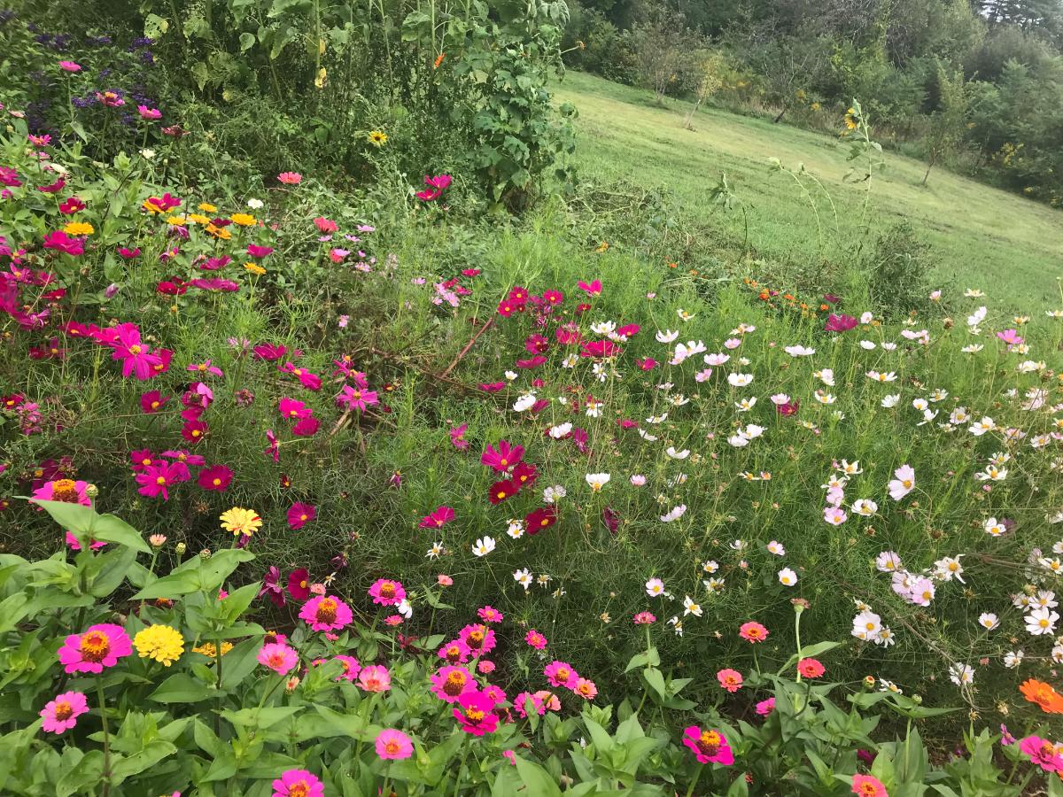 a homegrown wildflower patch