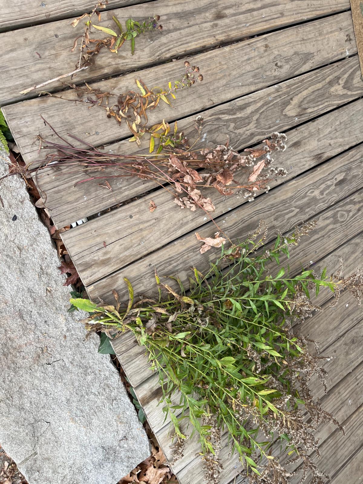 Stalks of seeds for a wildflower seed mix