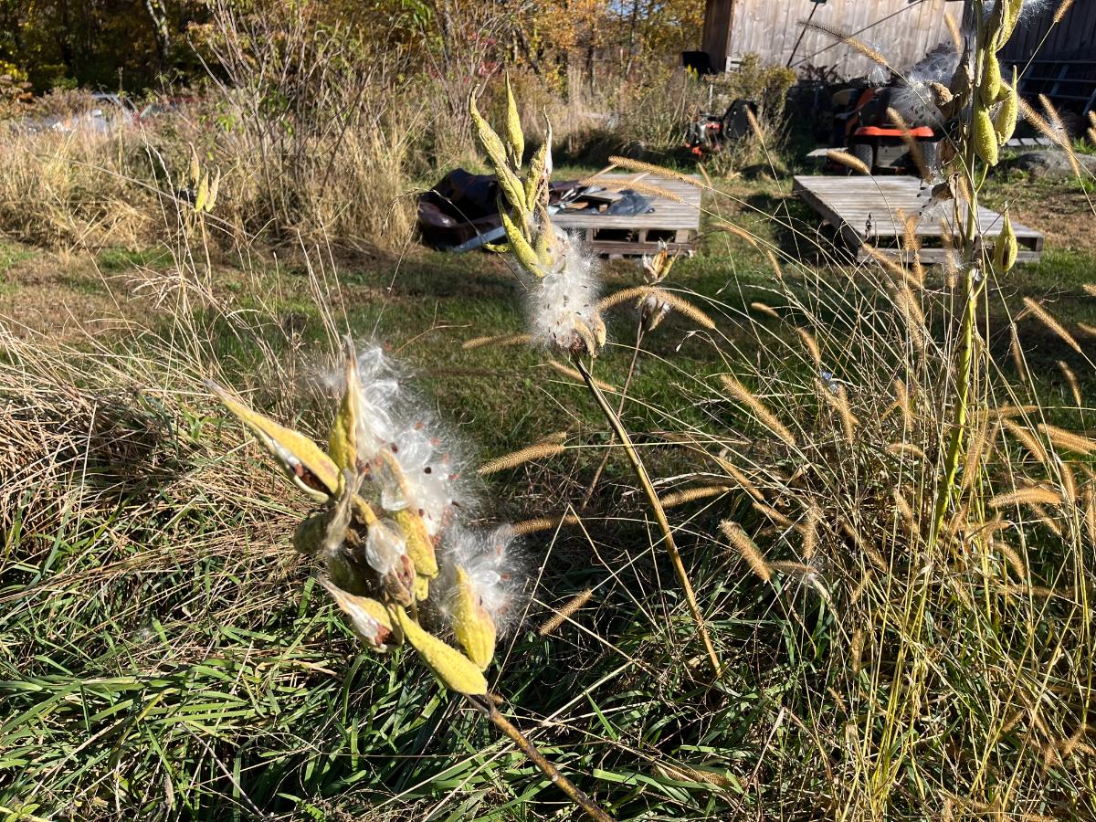 milkweed seed