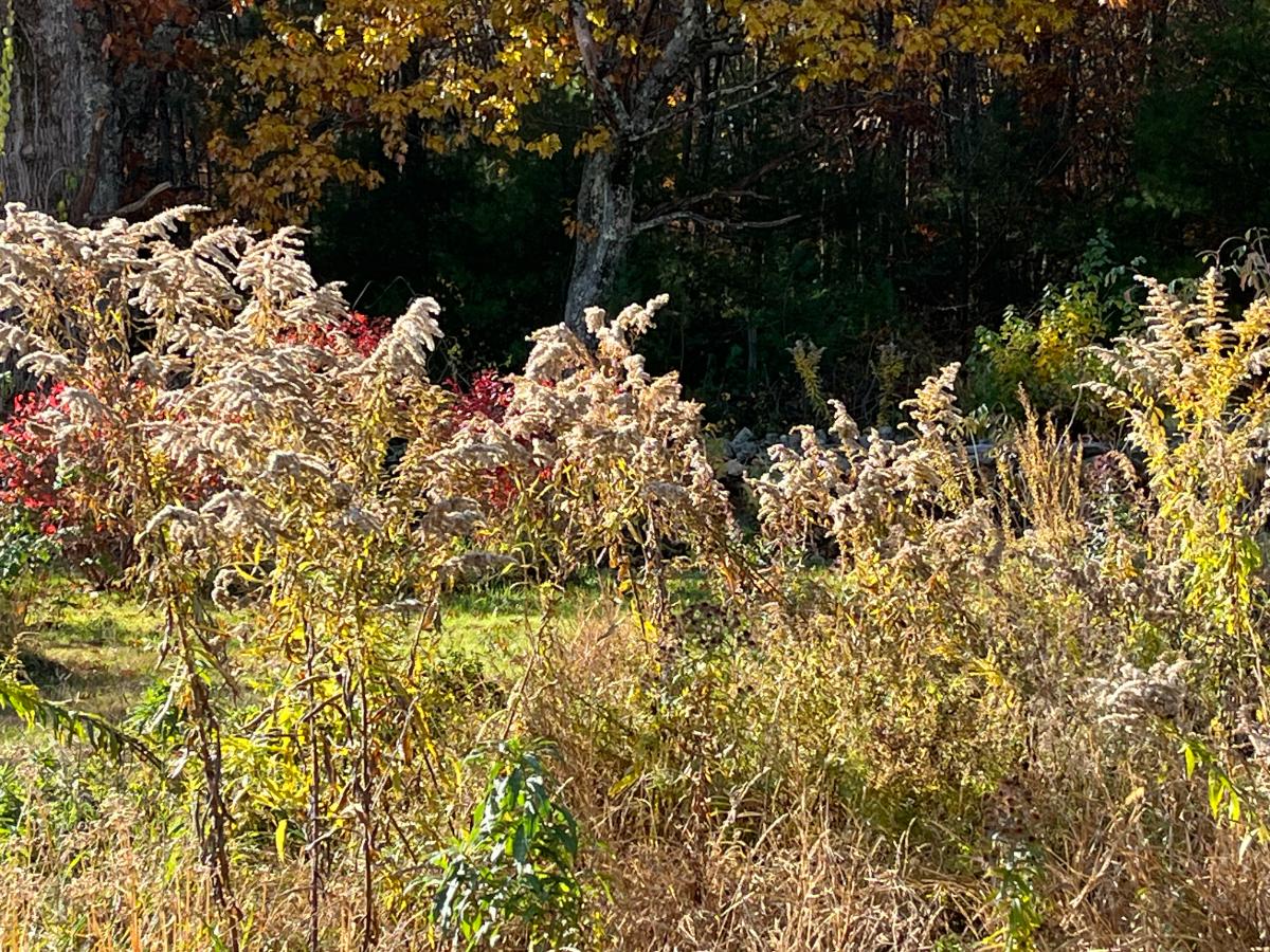 Goldenrod gone to seed