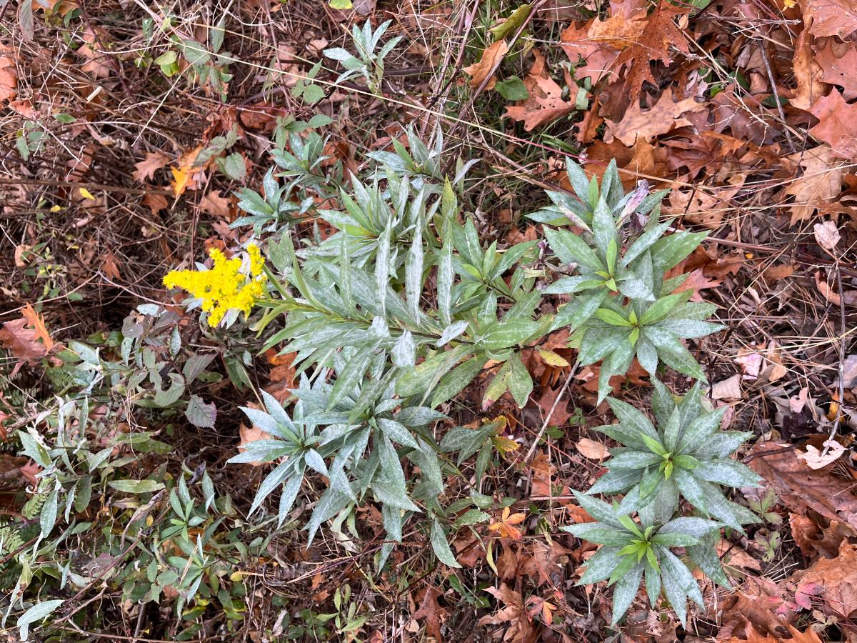 Late blooming goldenrod plant