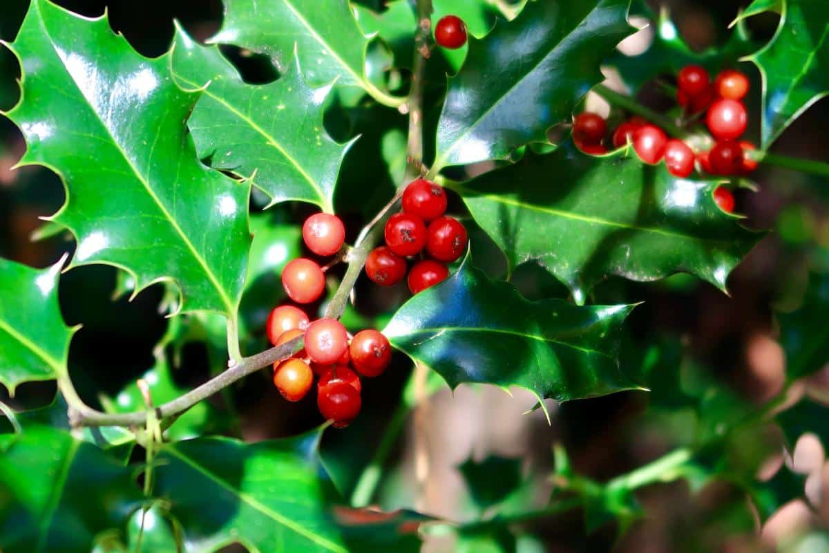 Holly leaves with antitranspirant applied