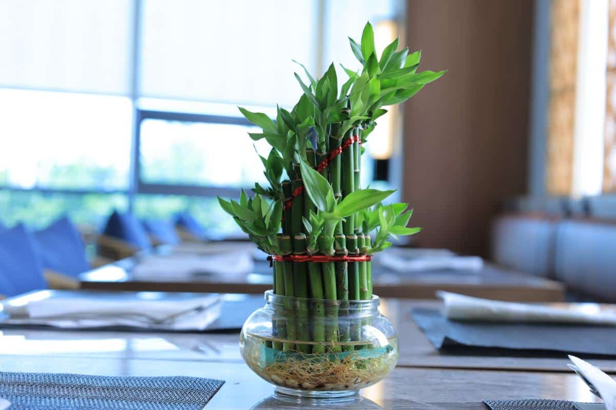 Lucky bamboo good luck plant