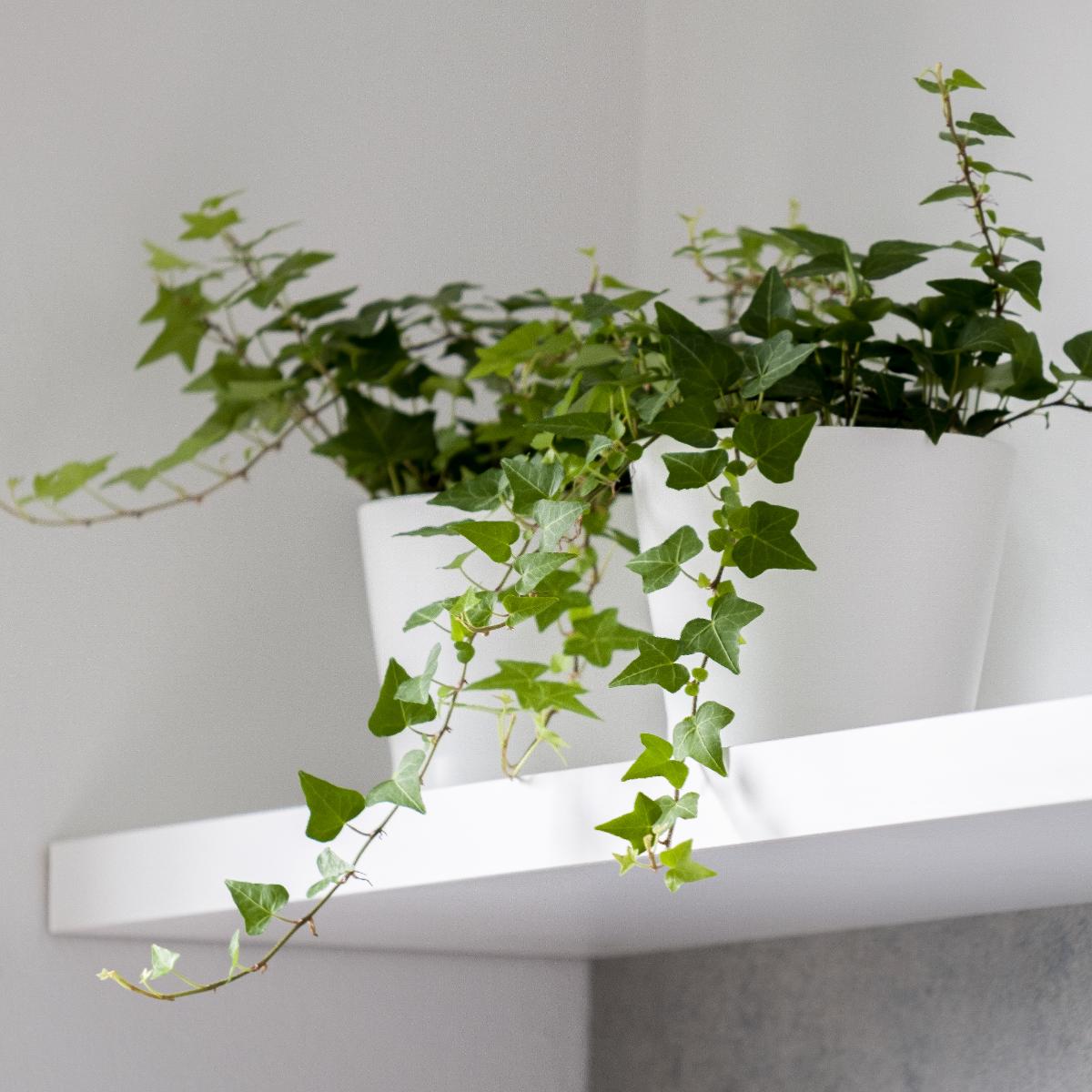 Potted ivy trailing from on top of a shelf -- good luck plant