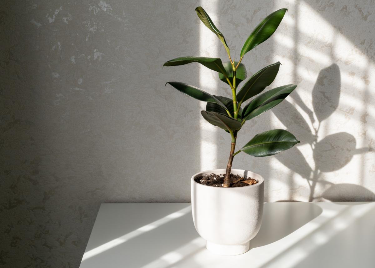 Young potted rubber tree plant