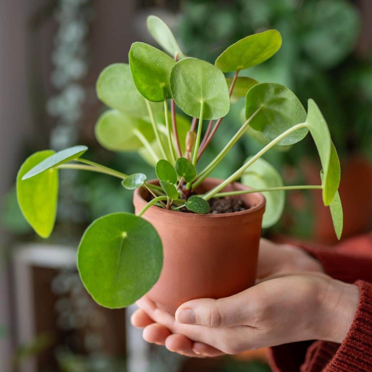 A woman is holding a potted Chinese Money Plant