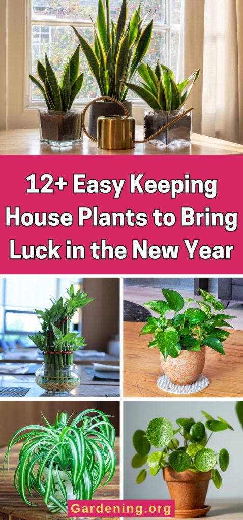 12+ Easy Keeping House Plants to Bring Luck in the New Year pinterest image