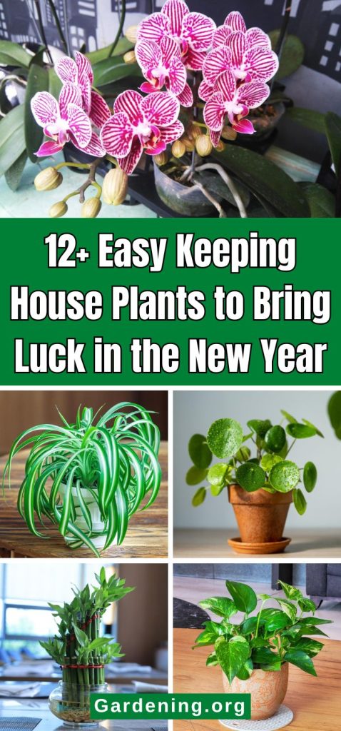 12+ Easy Keeping House Plants to Bring Luck in the New Year pinterest image