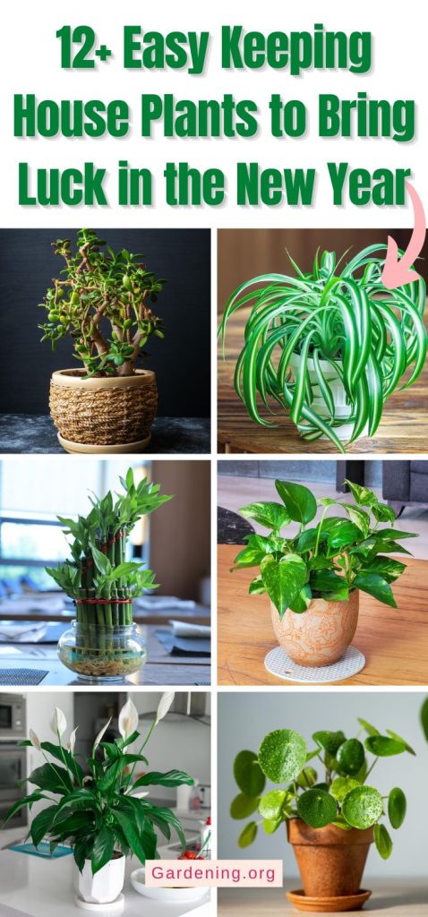 12+ Easy Keeping House Plants to Bring Luck in the New Year pinterest image