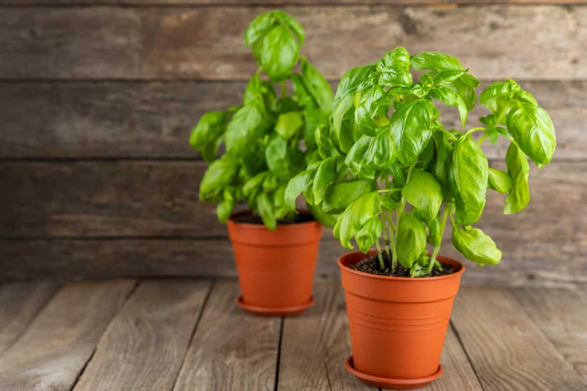 Potted basil plants grown indoors