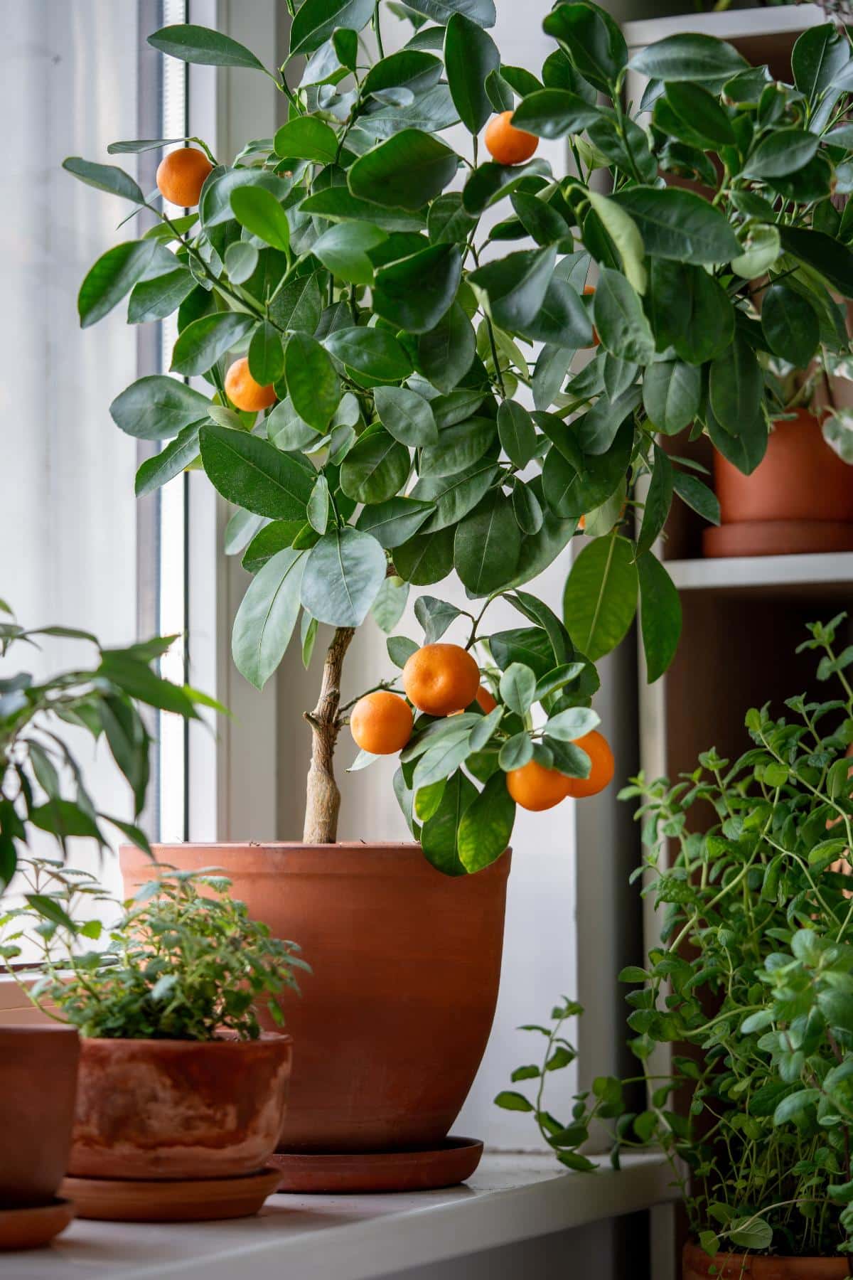 Miniature citrus tree growing indoors