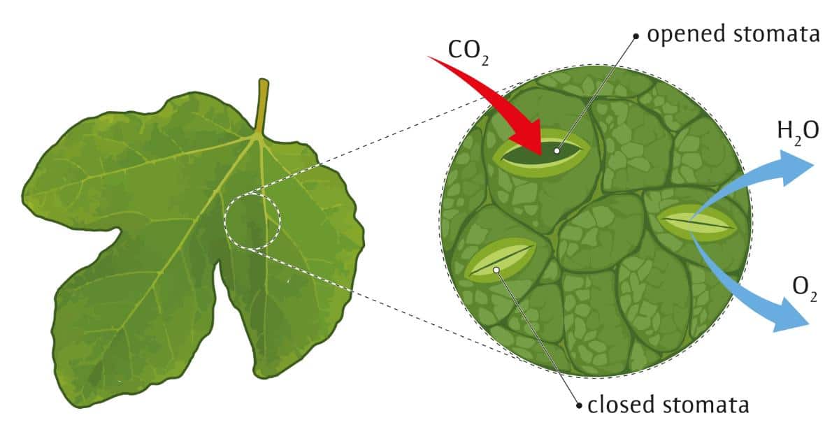 Graphic showing leaf stomata structure