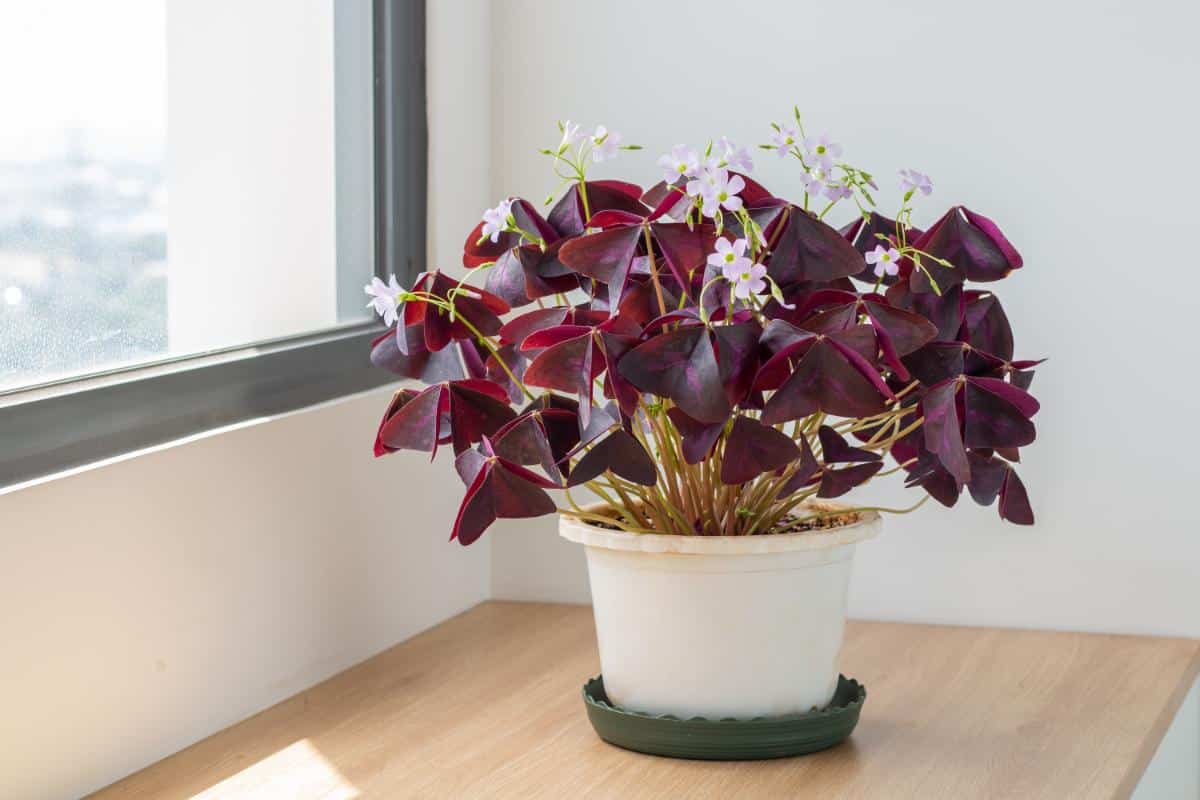 Burgundy Oxalis good luck shamrock plant