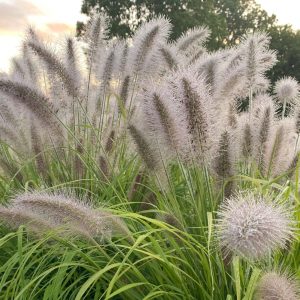 Fountain Grass 'Lemon Squeeze'