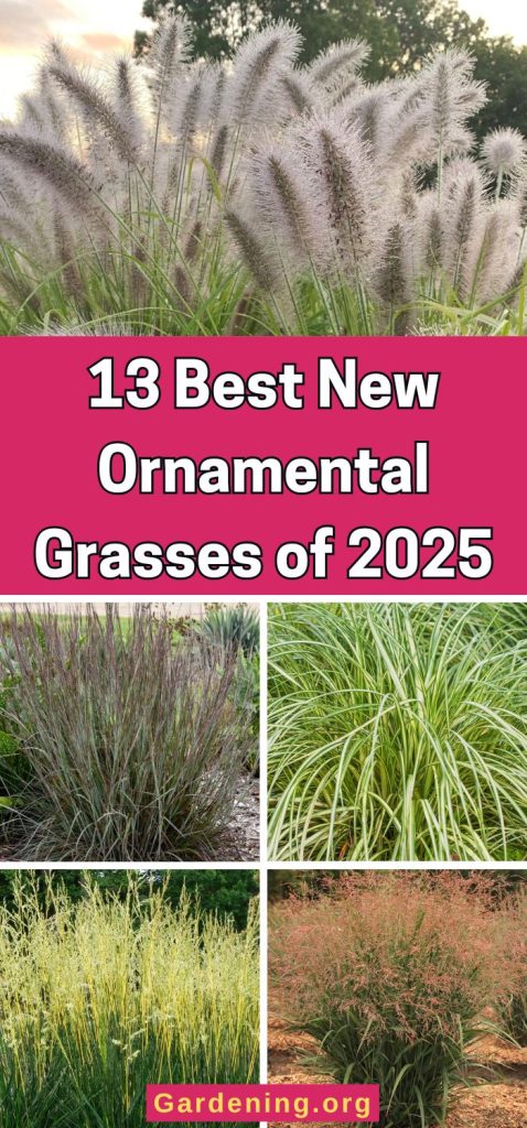 13 Best New Ornamental Grasses of 2025 pinterest image