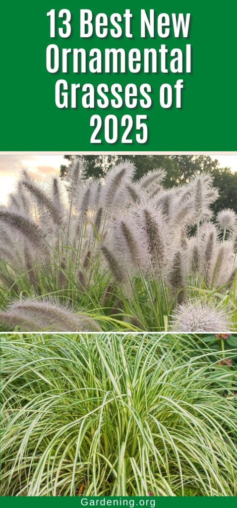 13 Best New Ornamental Grasses of 2025 pinterest image