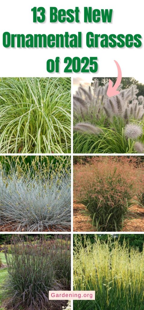 13 Best New Ornamental Grasses of 2025 pinterest image