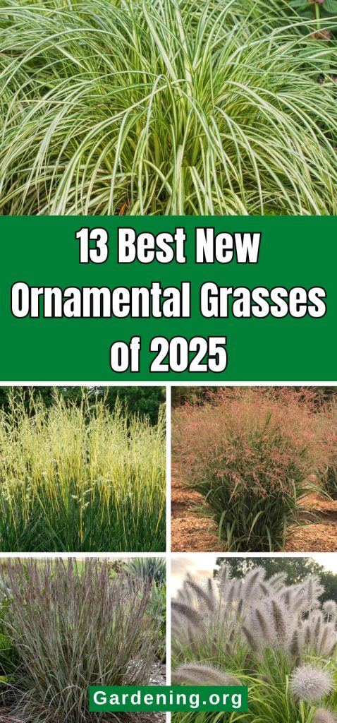 13 Best New Ornamental Grasses of 2025 pinterest image