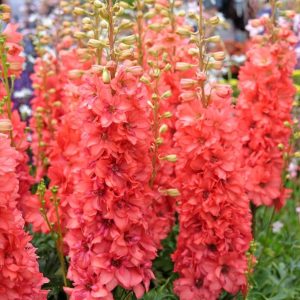 Beautiful 'Red Lark' Delphiniums