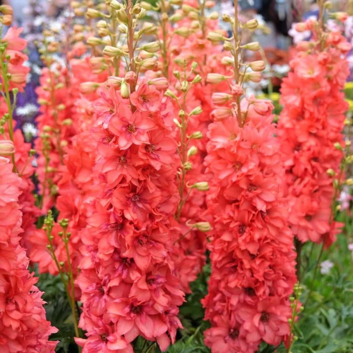 Beautiful 'Red Lark' Delphiniums