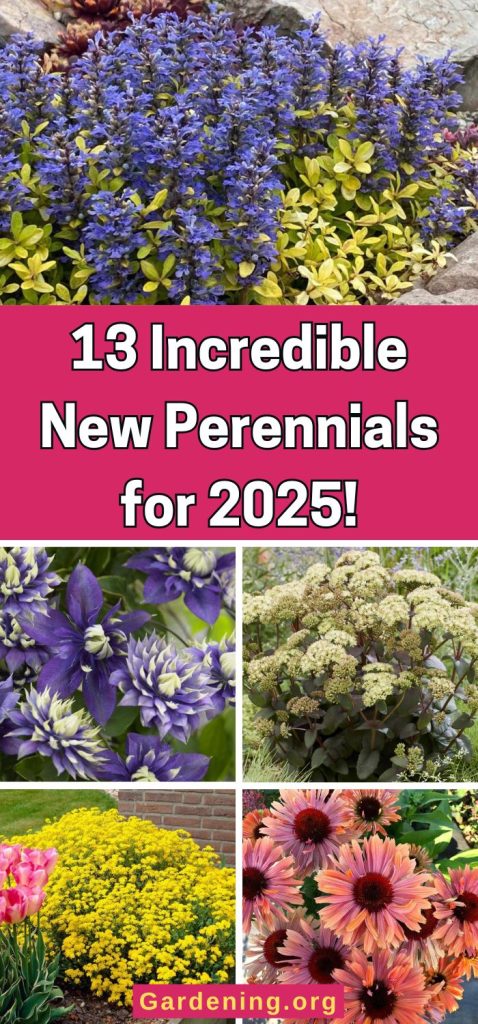 13 Incredible New Perennials for 2025! pinterest image