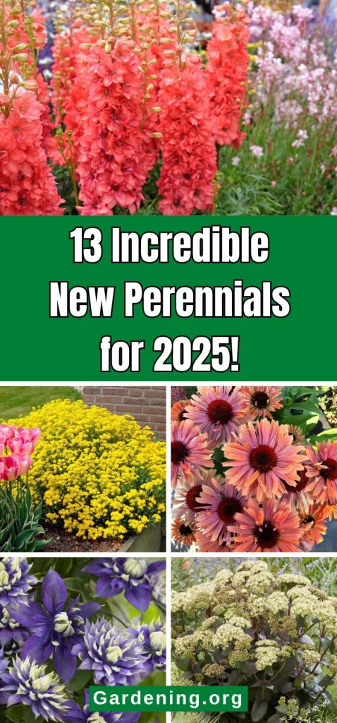 13 Incredible New Perennials for 2025! pinterest image