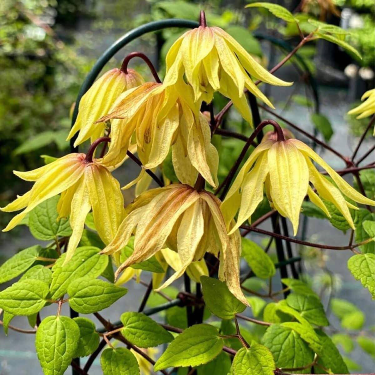 Funyella™ (Clematis) shrub with beautiful yellow flowers.