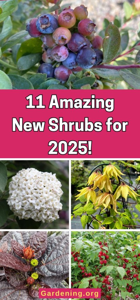 11 Amazing New Shrubs for 2025! pinterest image