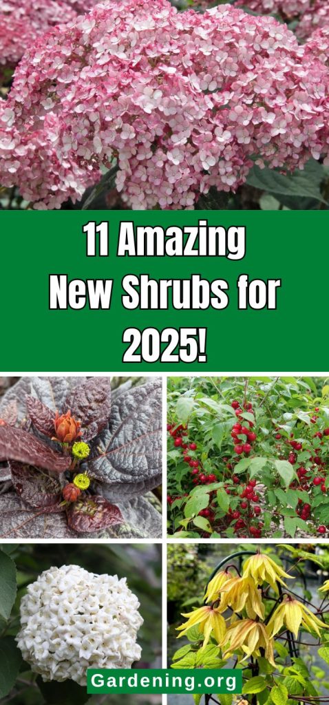 11 Amazing New Shrubs for 2025! pinterest image