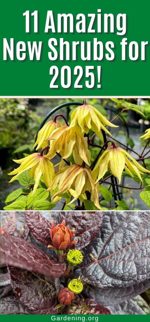 11 Amazing New Shrubs for 2025! pinterest image