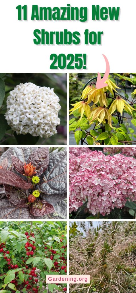 11 Amazing New Shrubs for 2025! pinterest image