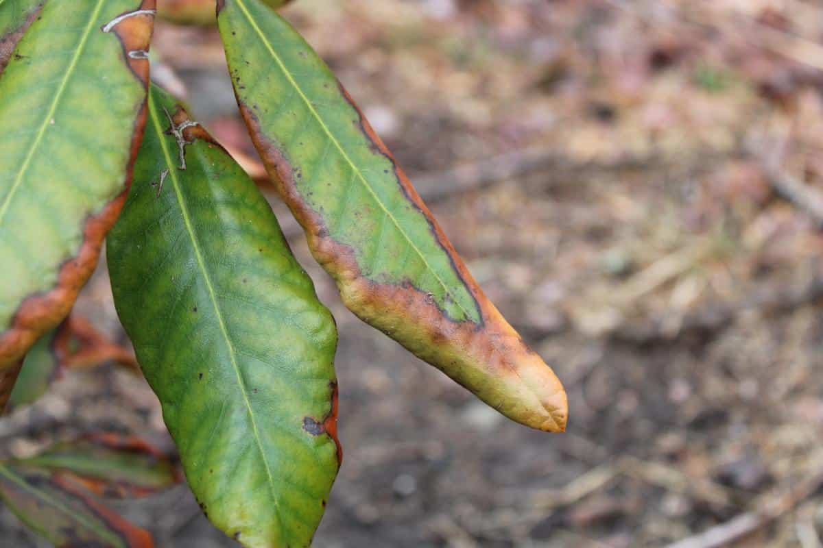 Rhododendron suffering from winter burn