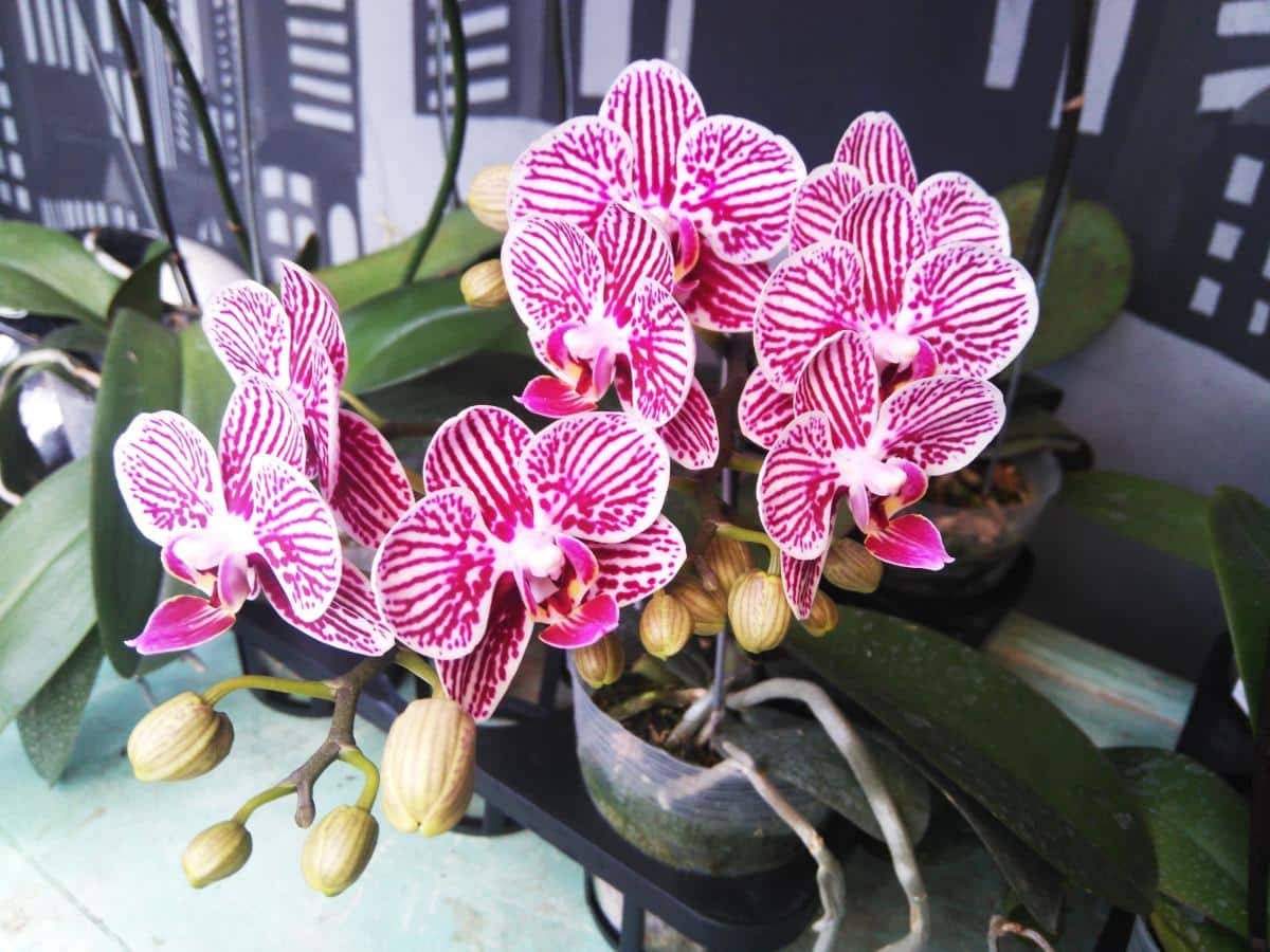 Phalaenopsis moth orchid, easy care good luck plant