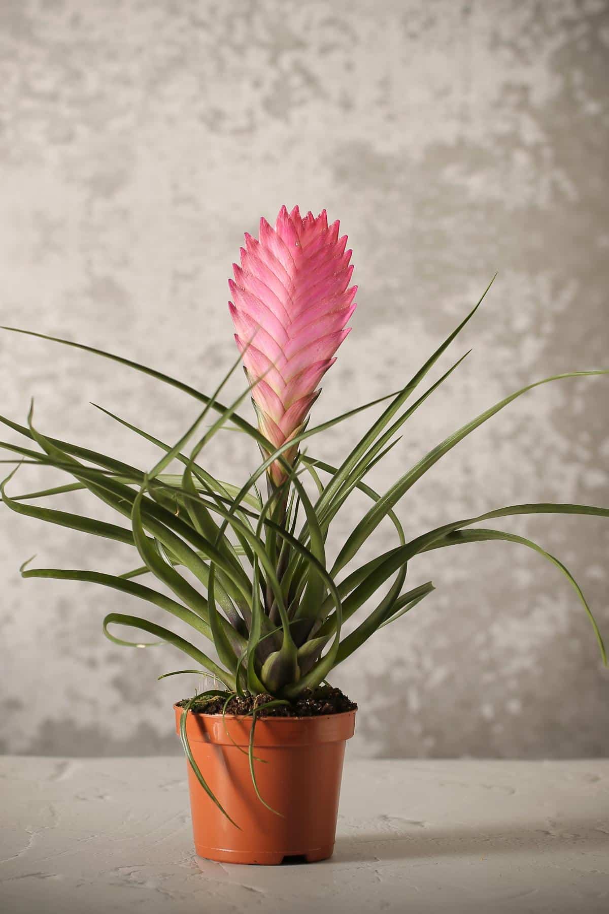 Whispy bromeliad with pink flower stalks, good luck plant