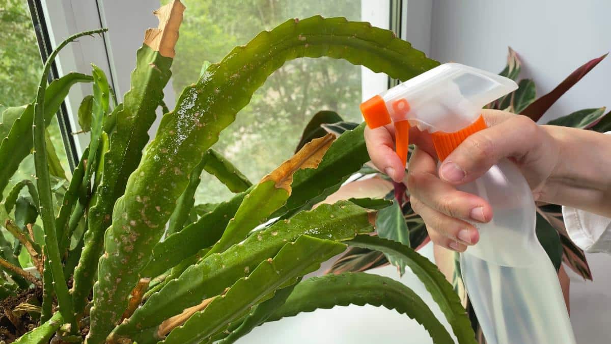 Spraying a cactus indoors with antitranspirant