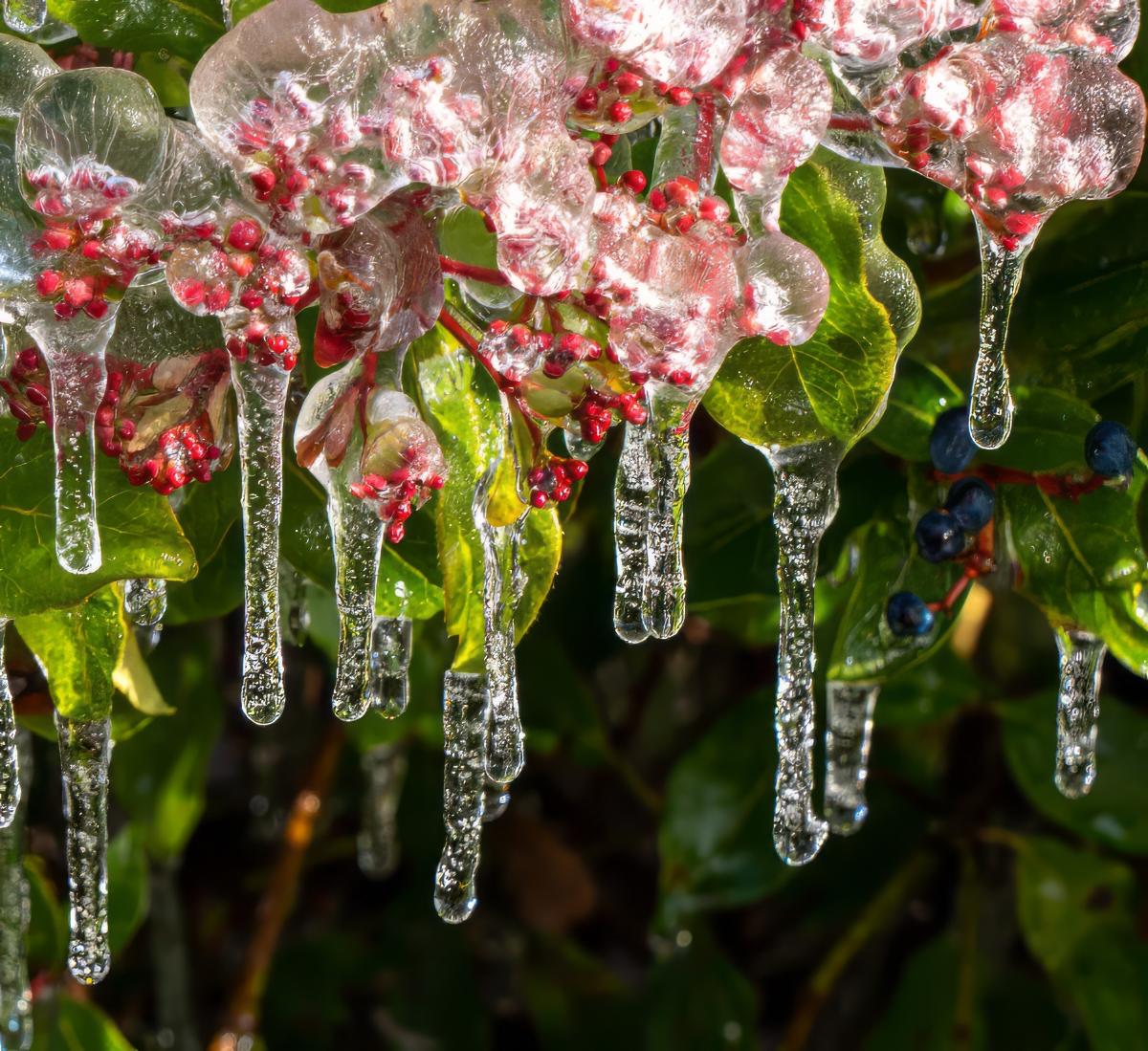 An iced over berry bush