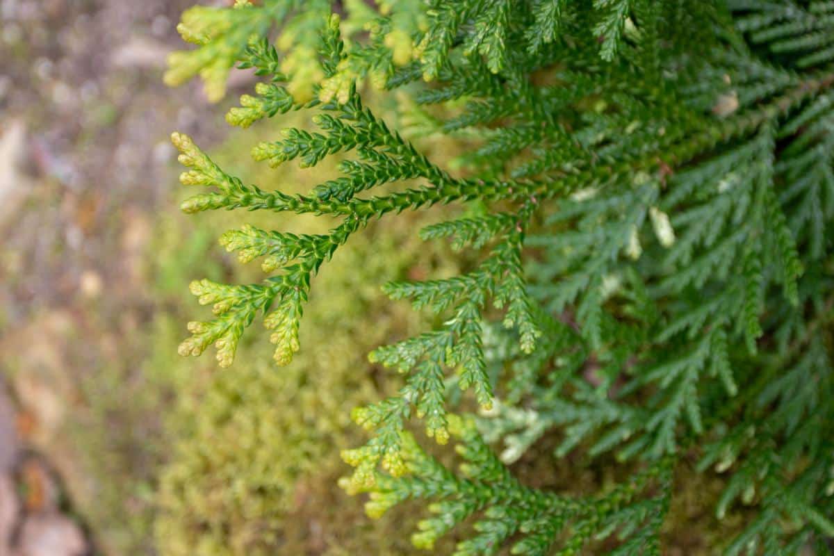 Arborvitae leaves