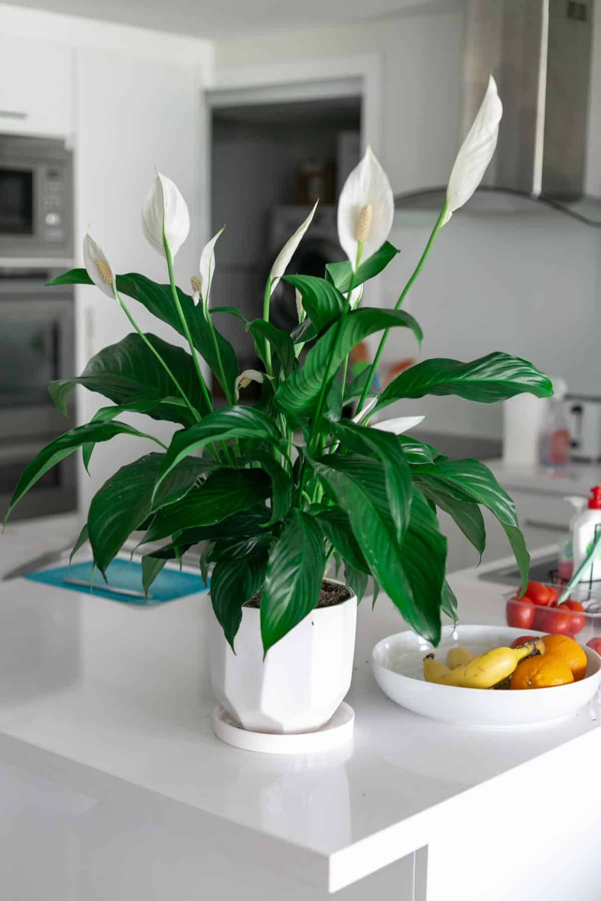 Flowering Peace lily, a symbol of tranquility