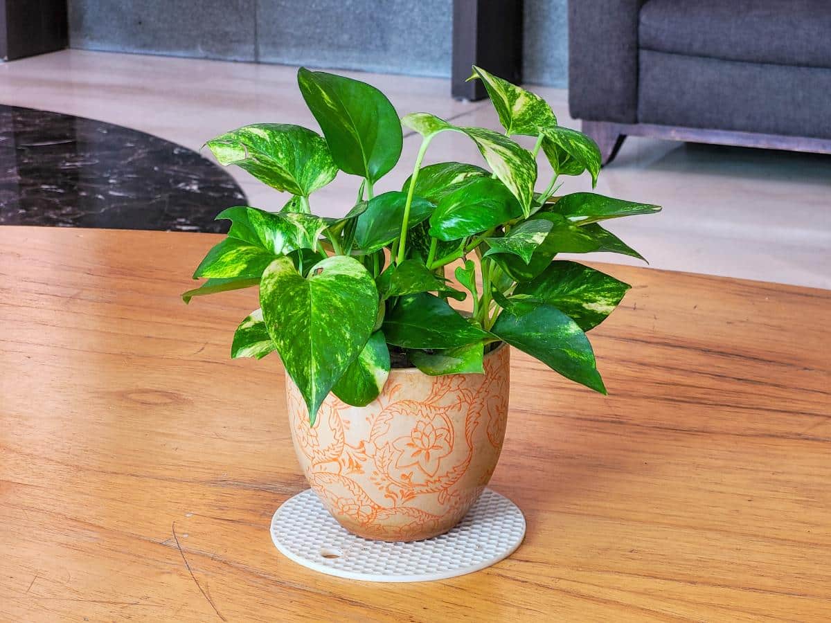 Potted pothos plant