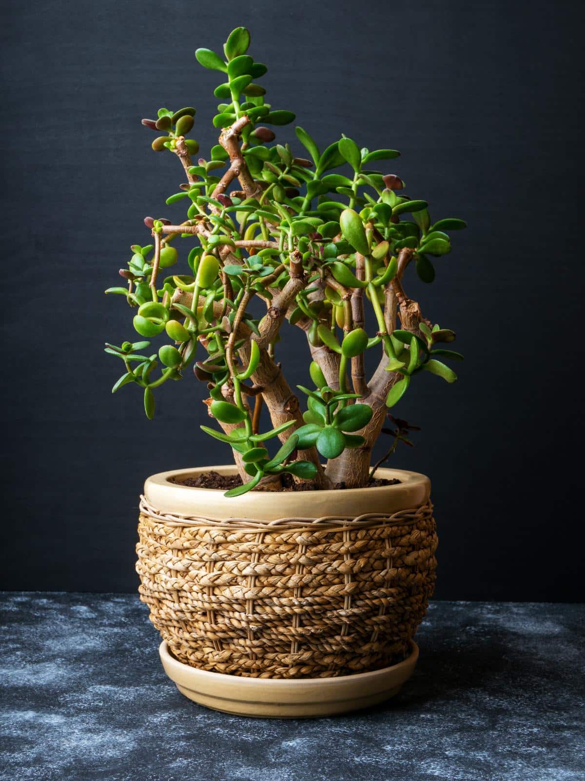 Potted Jade plant