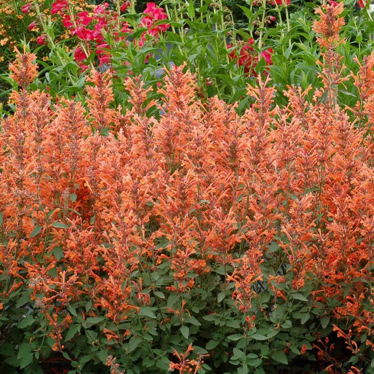 Mandarin Agastache