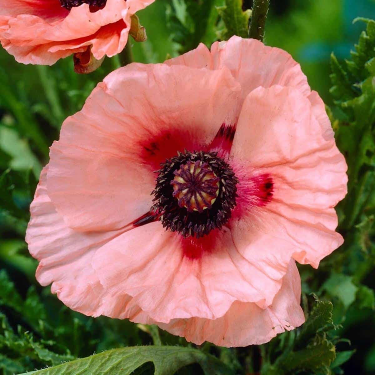 Aglaya poppy variety, salmon pink colored