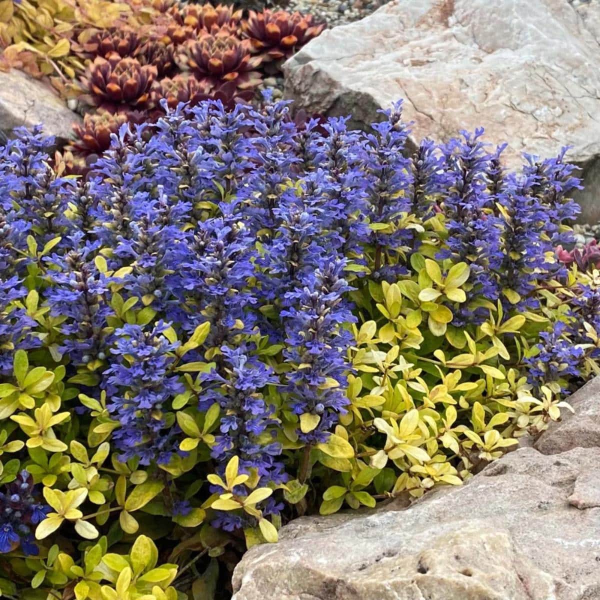 Ajuga Chocolate Chip Bugleweed