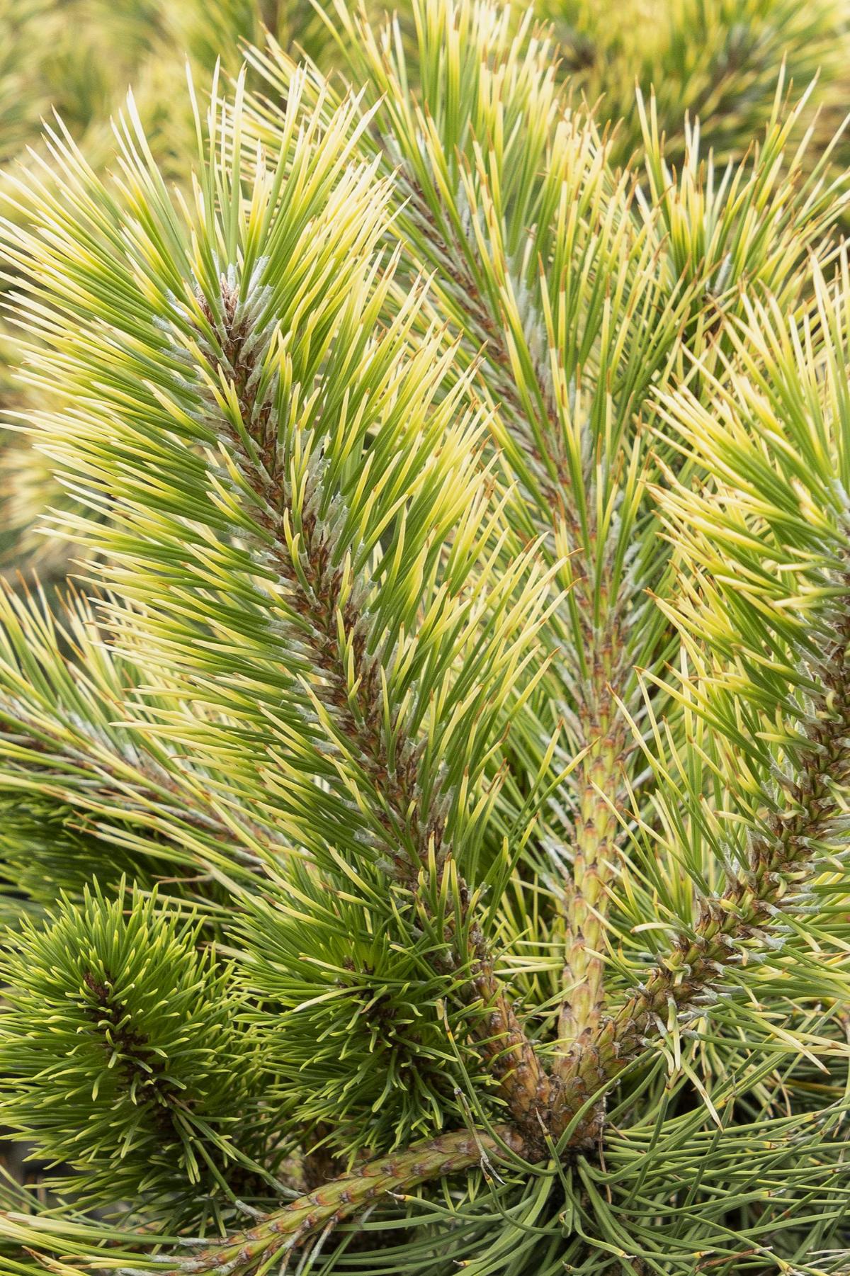 Austrian pine tree