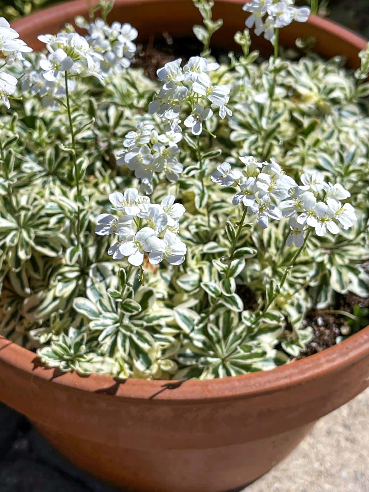 Arctic Fox rock cress