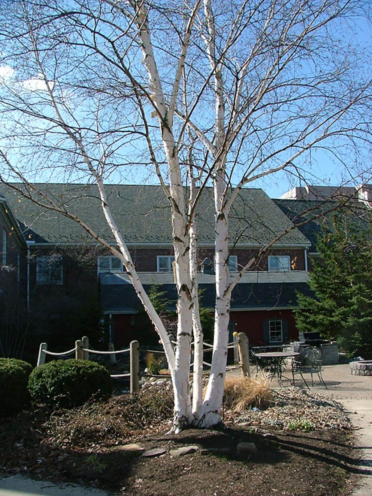 Hybrid birch tree