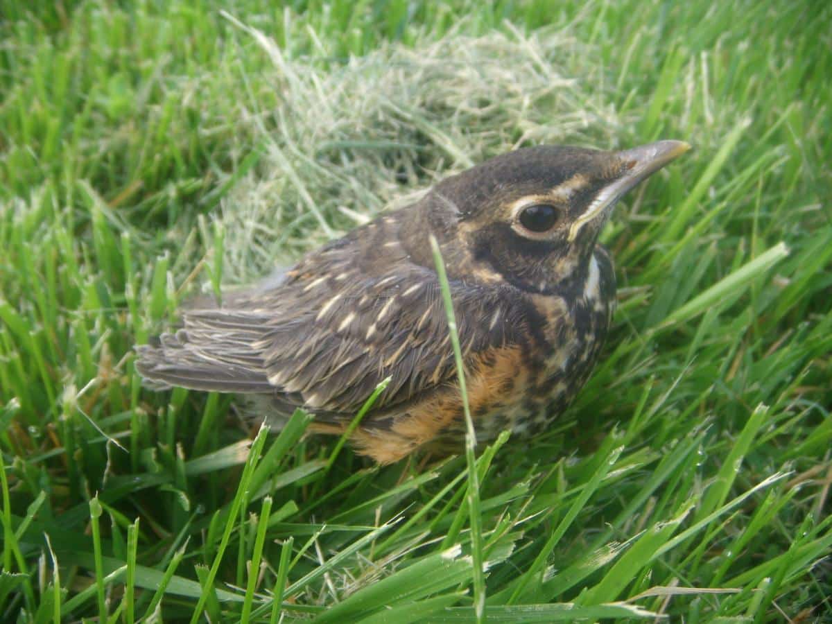 A bird in a backyard brush pile