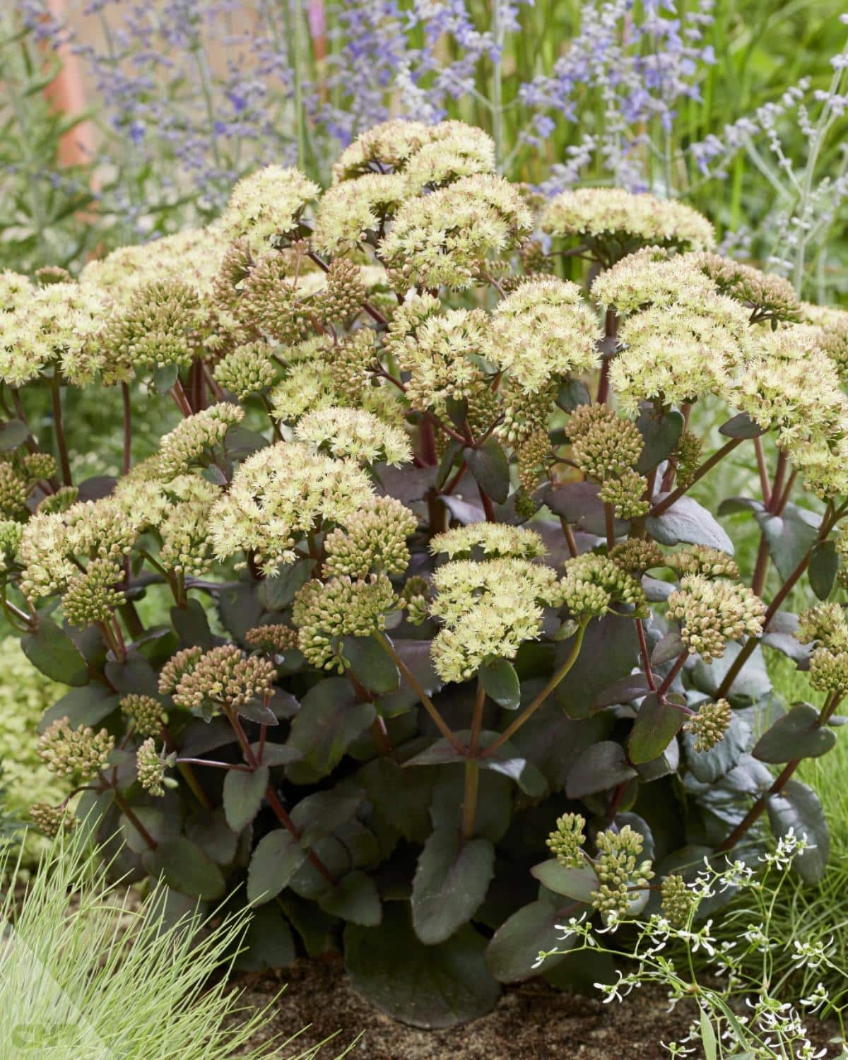 Banana split sedum